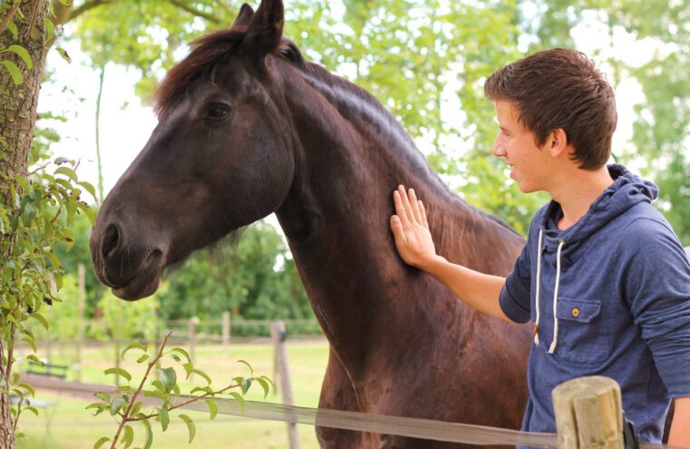 paardencoaching