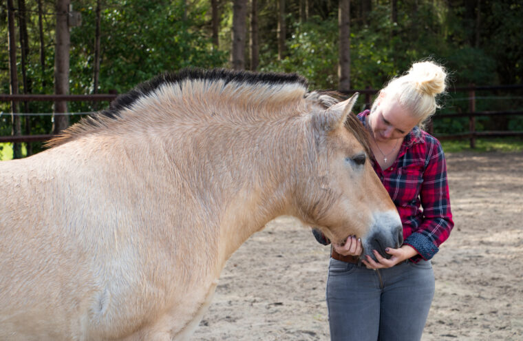 paardencoaching