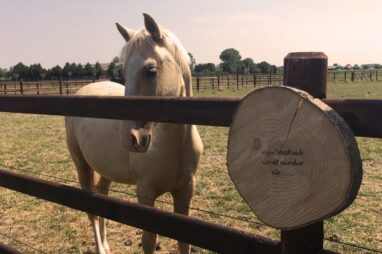 paarden