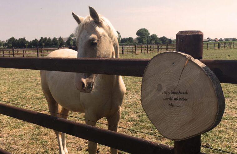 paarden