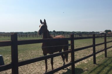 paard