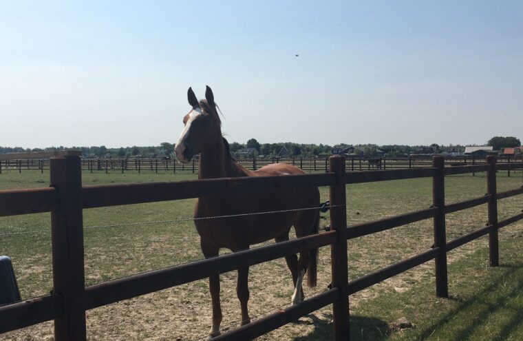 paard
