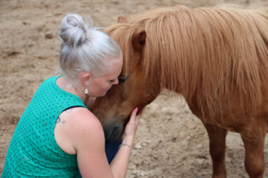 paarden