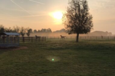 paardencoaching
