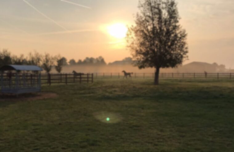 paardencoaching